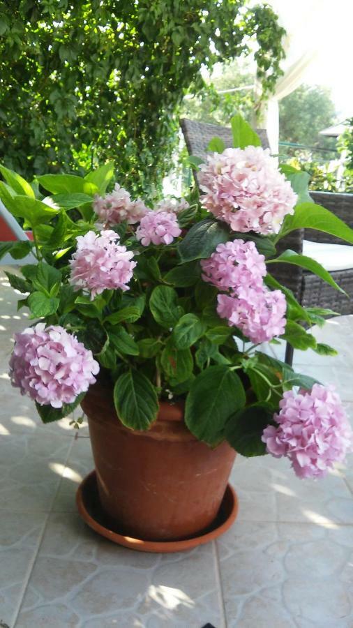 Country House Rusula Vrsine Ngoại thất bức ảnh